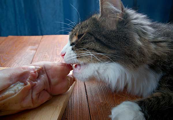 Is Raw Chicken Bad For Cats?