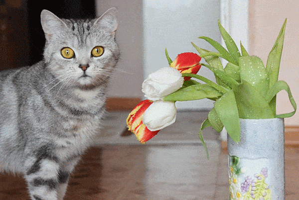 What If Your Cat Ingests Tulips