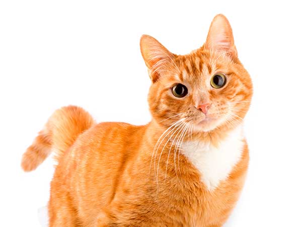 affectionate orange tabby cat
