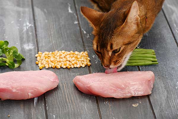 Can raw chicken make cats sick?