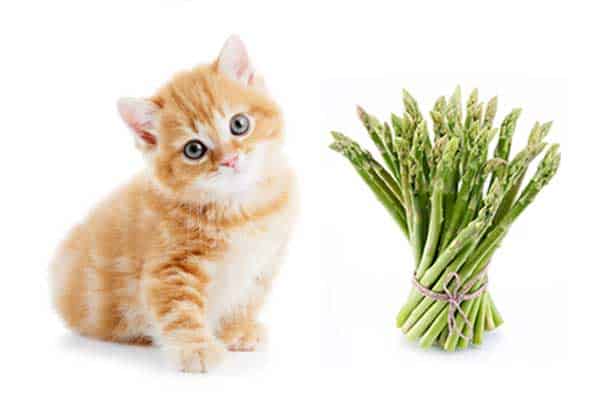 can cats eat asparagus?