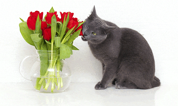 will tulips kill cats?