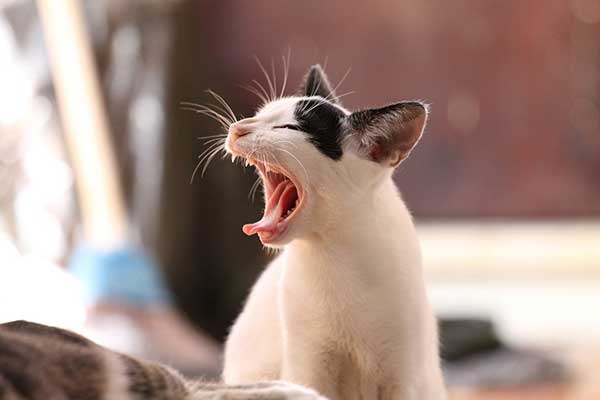 cute kitten yawning