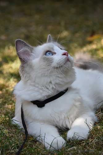 carino ragdoll gatto, recante