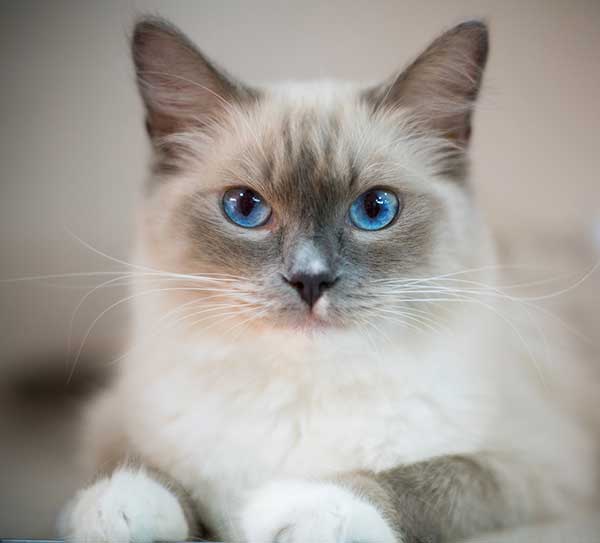 Söpö ragdoll-kissa