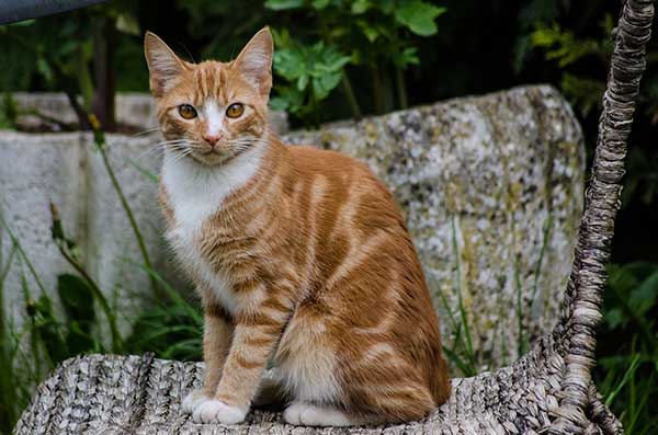 Young ginger cat
