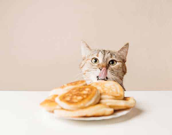 Are Eggs in Pancakes Safe for Cats?