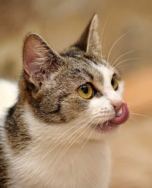 cute cat lick her lips
