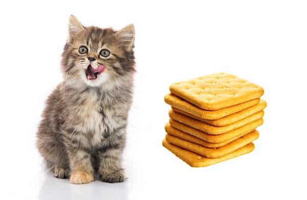 Can Cats Eat Graham Crackers?