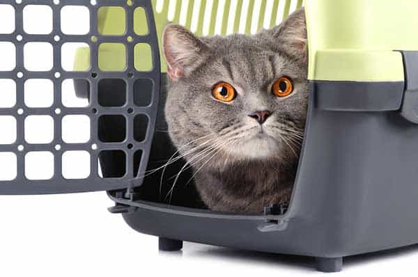 How To Get An Aggressive Cat Into A Carrier