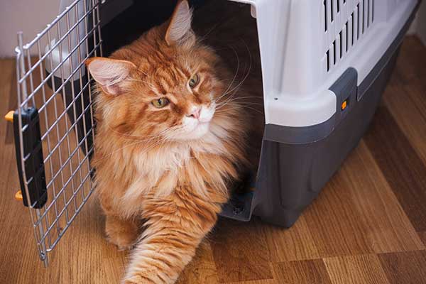 Red Maine Coon Sitting in Cat Carrier