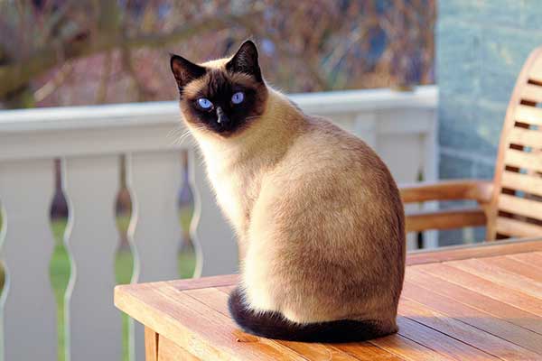 Seal Point Siamese Cat
