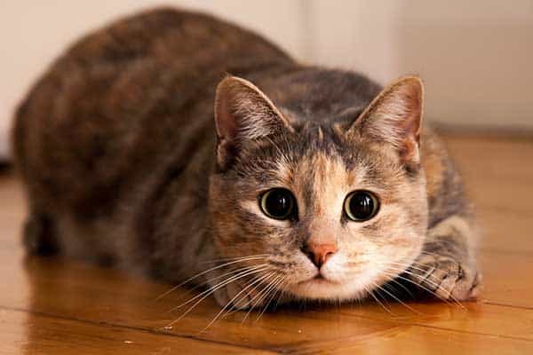 can cats get sick from eating spiders?