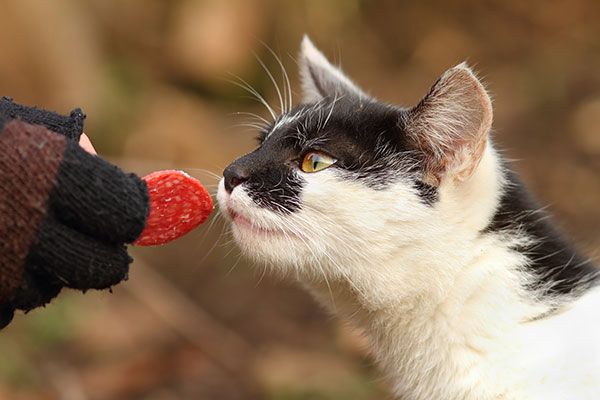 Is salami good for cats?