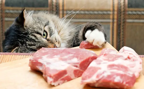 can cats eat pork mince