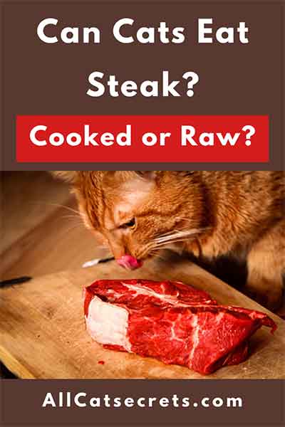 Can Cats Eat Steak Cooked Or Raw