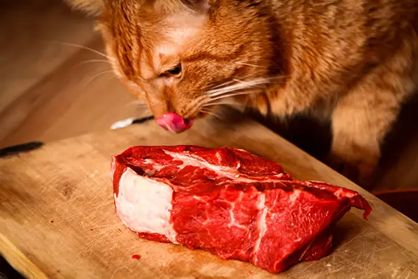 36 Best Photos Can Cats Eat Raw Meat Can Cats Eat Raw Eggs Harmful