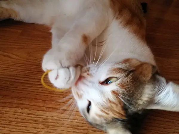 cat ate rubber toy