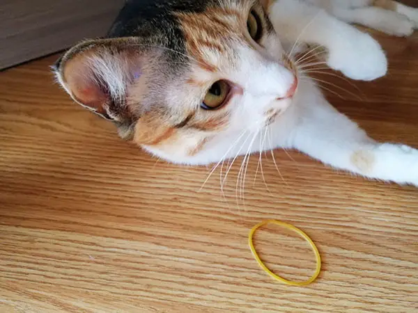 cat ate rubber toy