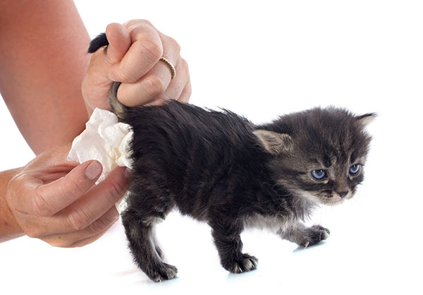 Are Baby Wipes Safe For Cats? 