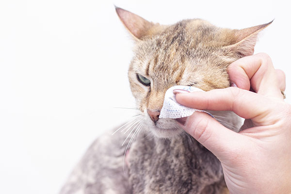 Are unscented baby wipes safe for cats?