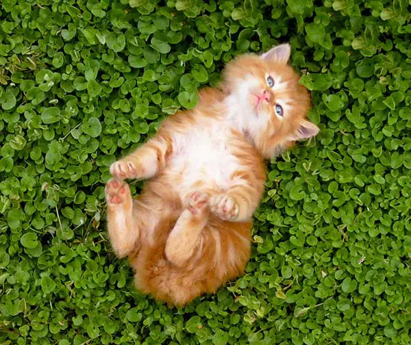 cute red kitten on grass