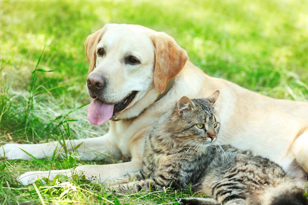 friendly labrador dog and cat