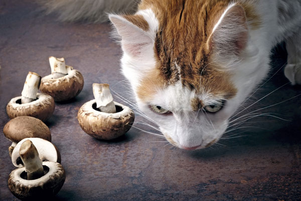Can Cats Eat Mushrooms?