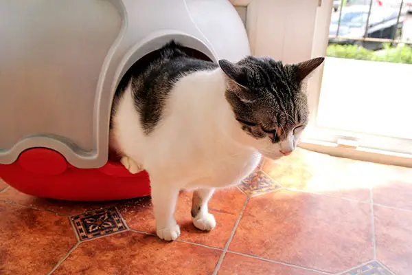 cat peeing in his litter box