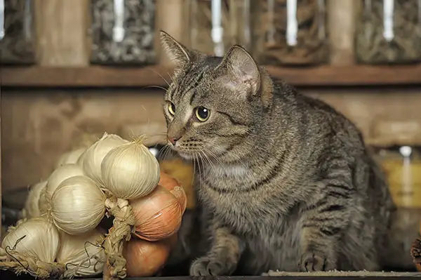 My Cat Ate Onion What To Do And What Happens Next