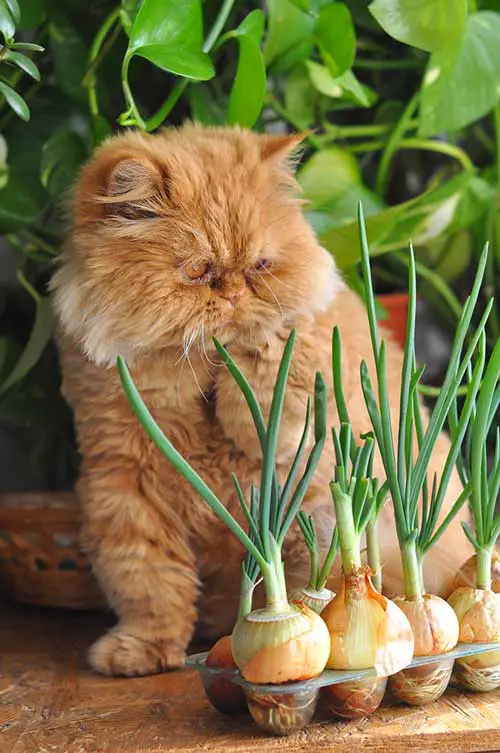 My Cat Ate Onion What To Do And What Happens Next