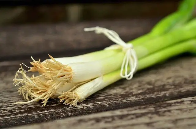 Is spring onion OK for cats?