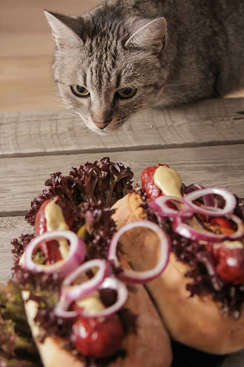 My Cat Ate Onion What To Do And What Happens Next