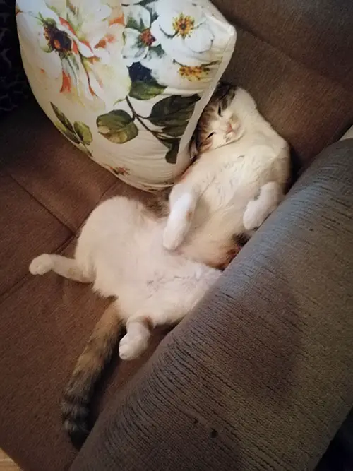 Why Does My Cat Expose His Belly To Me?