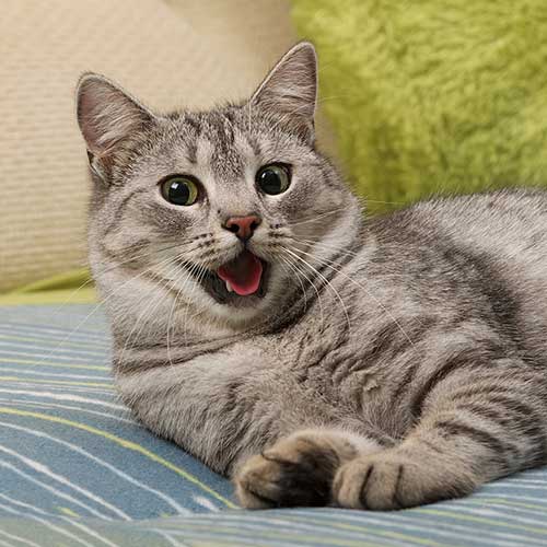 Gray cat on sofa meowing