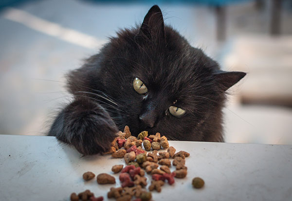 Black cat playing with his food