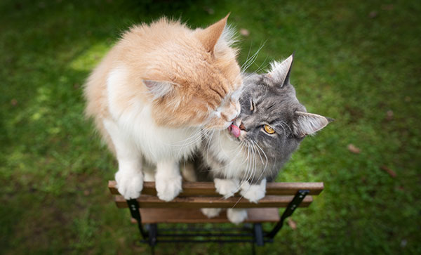 Reason cats lick each other