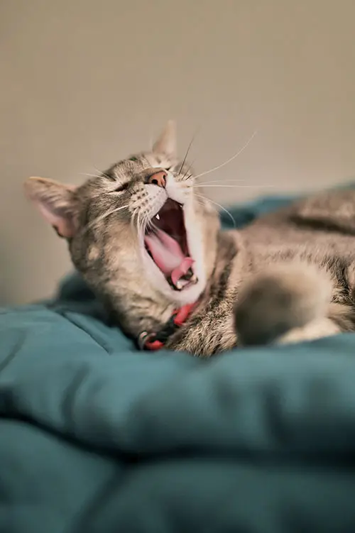 cute cat yawning