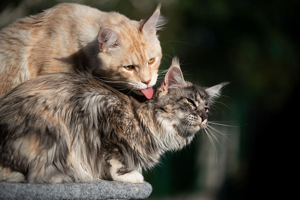 Two Maine Coon Cats Grooming Each other