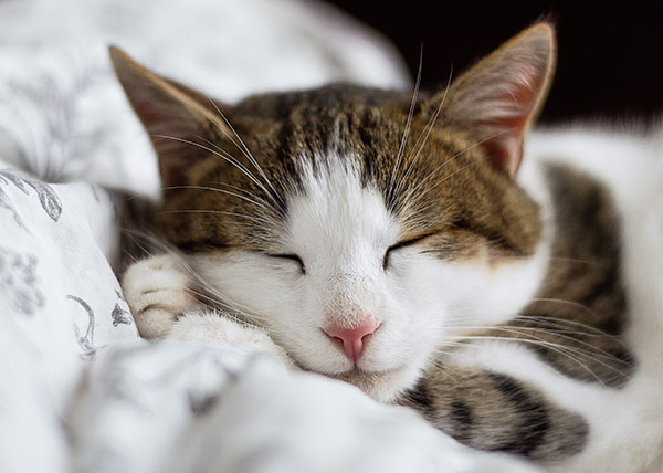 How Do You Know If Your Cat Is Dreaming?