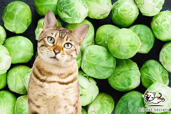 Can Cats Eat Brussels Sprouts?