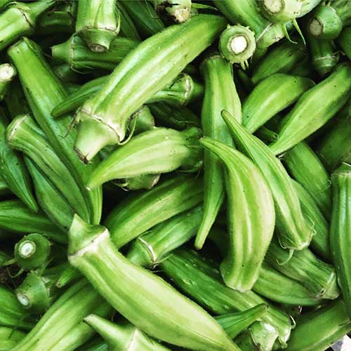 Health Benefits of Okra for Cats