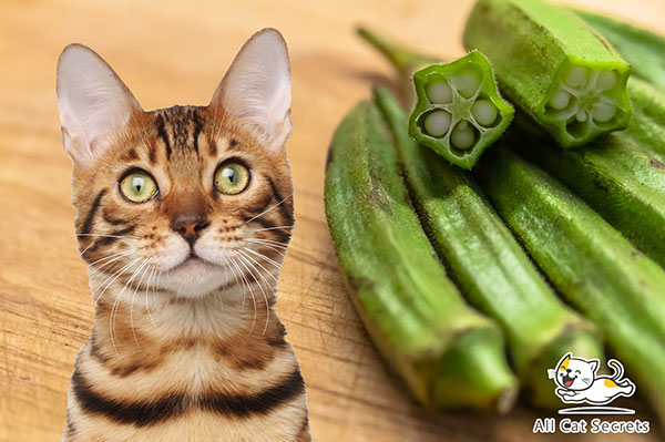 Can Cats Eat Okra?