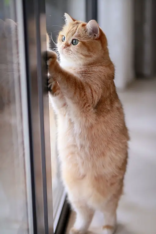Cat Opening Glass Slide Door