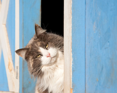 Can cats open barn doors?