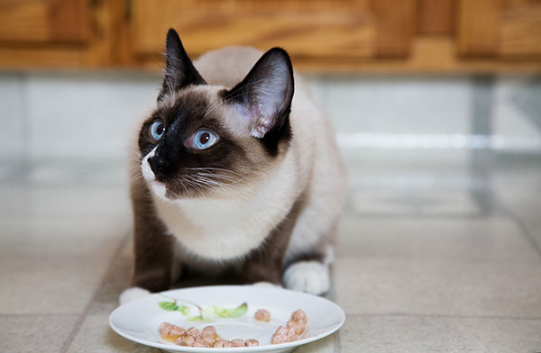 Siamese Cat Eating