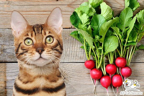 Can Cats Eat Radishes?