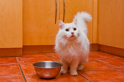 What to Do If Your Cat Ate Spoiled Wet Food?