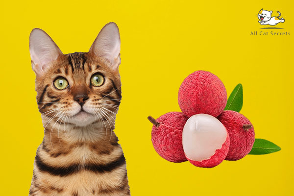 Can Cats Have Lychee?