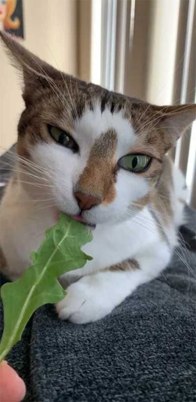 Cat Eating Arugula
